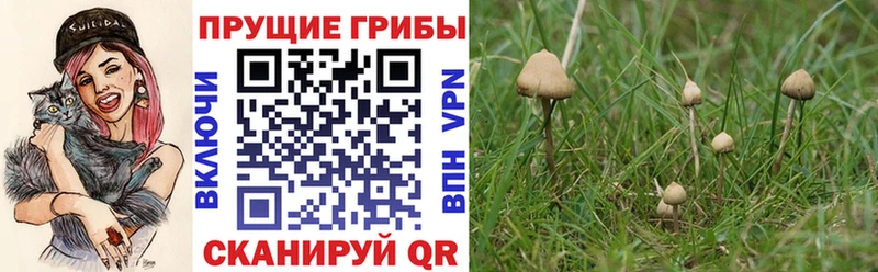 mega вход это клад Галлюциногенные грибы Magic Shrooms Новороссийск