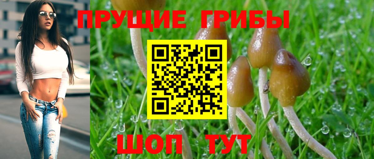 Галлюциногенные грибы GOLDEN TEACHER Новороссийск